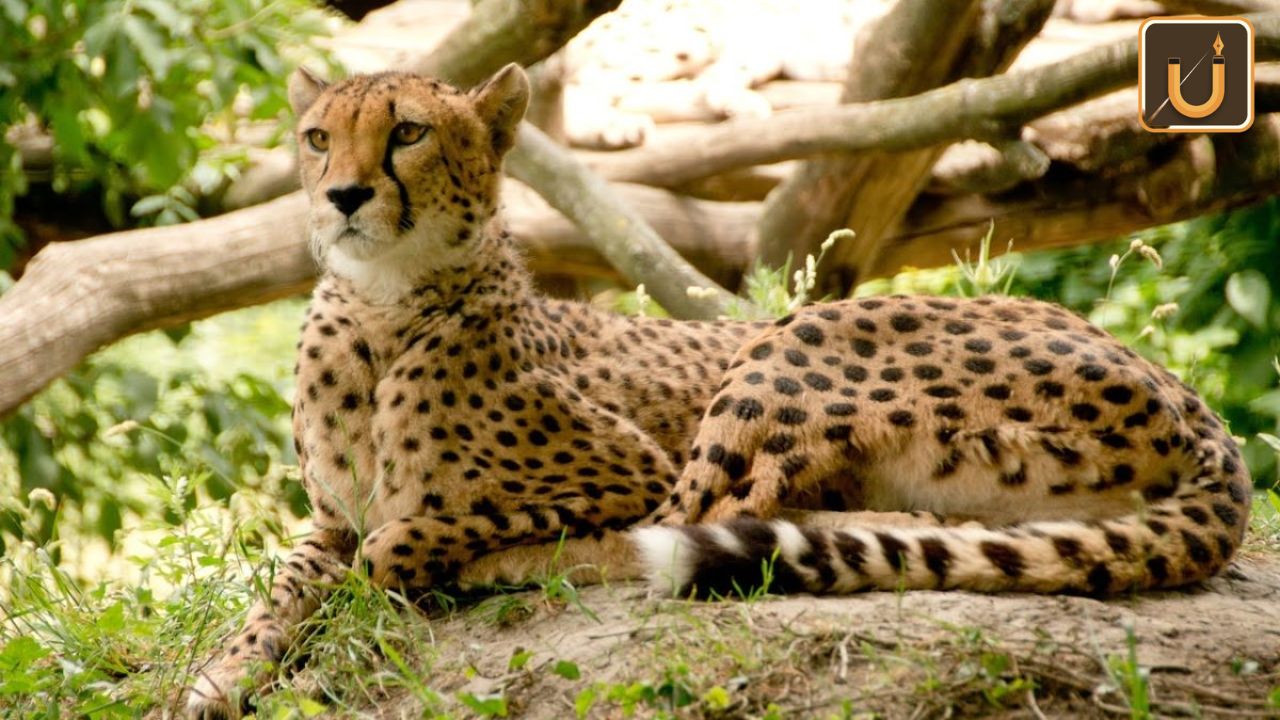 Usthadian Academy /International Cheetah Day 2023